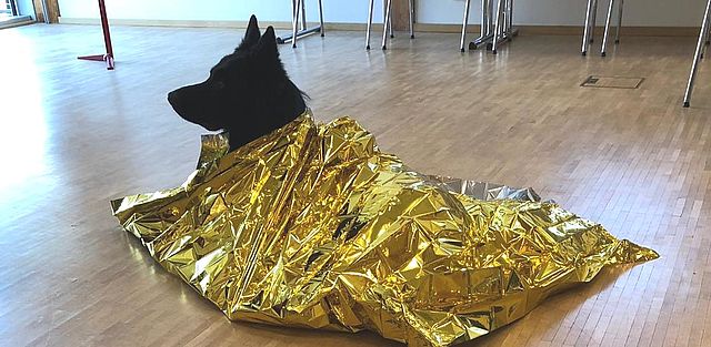 Hund